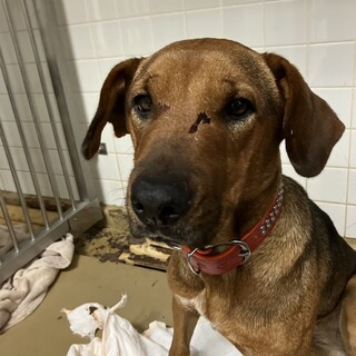 迷子　お迎えありません　収容期限12/16迄