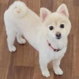 ジャパンケンネル血統書。人も猫も好きなポメラニアン