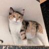 【美海】ナデナデ大好きな三毛猫さん サムネイル2