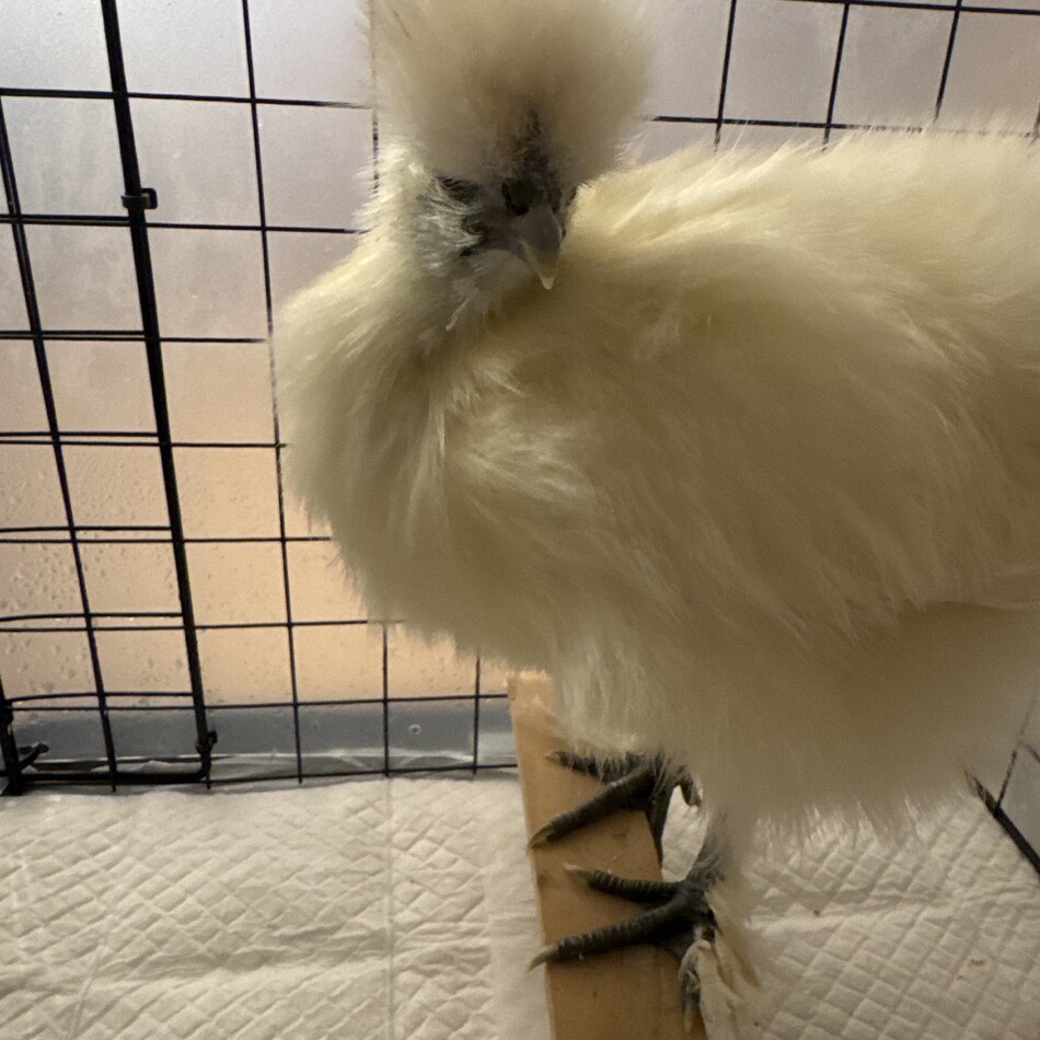 リヴェのカバー写真