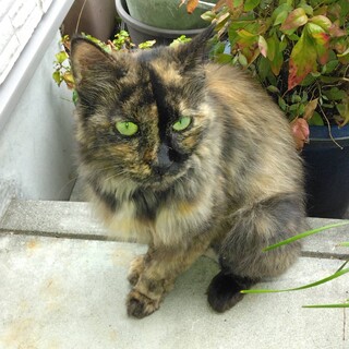 サビ大人猫さん★メス3〜４歳【一時停止】