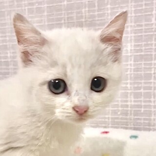 授乳から育てた人が大好きで甘え子のリア姫