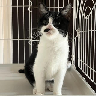 【トライアル決定!!】甘えん坊のはなちゃん