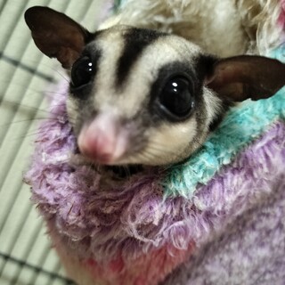 フクロモモンガの里親さん急募(０歳から3歳まで)