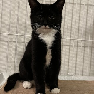 【トライアル決定!!】甘えん坊のジジちゃん