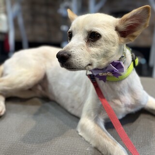 シキブちゃんの家族募集(筑紫野市譲渡会)