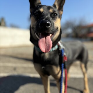 ホタルちゃんのファミリー募集（筑紫野、久山譲渡会）