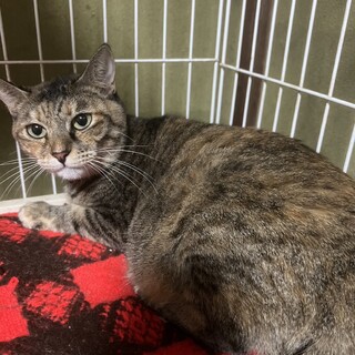 美人猫ななちゃんに安心できるお家を