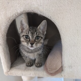 甘えん坊キジトラちゃん