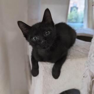 甘えん坊　黒くん