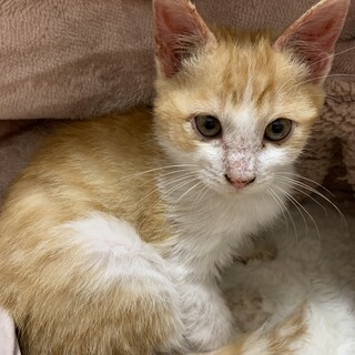 茶白・2ヶ月 人懐っこい性格の男の子です