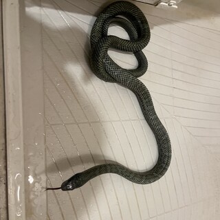 アオダイショウ　エゾブルー