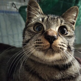 甘えん坊♡キジトラむぎくん