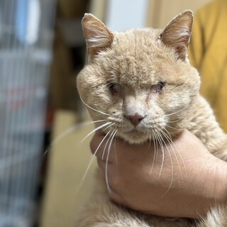 撫でろハラスメント猫★全盲でも生活に支障なし