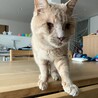 撫でろハラスメント猫★全盲でも生活に支障なし サムネイル4