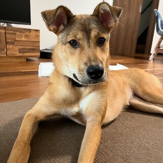 落ち着いたお散歩のできる大型犬の子犬