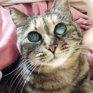 ツンデレ♀にゃんちゃん4〜6歳