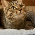トライアル中心優しき美形の麦わら