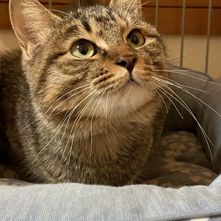 トライアル中心優しき美形の麦わら