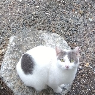 去勢済1歳ちょっとの女の子