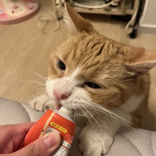 【再】さん ♂ 13歳 mix