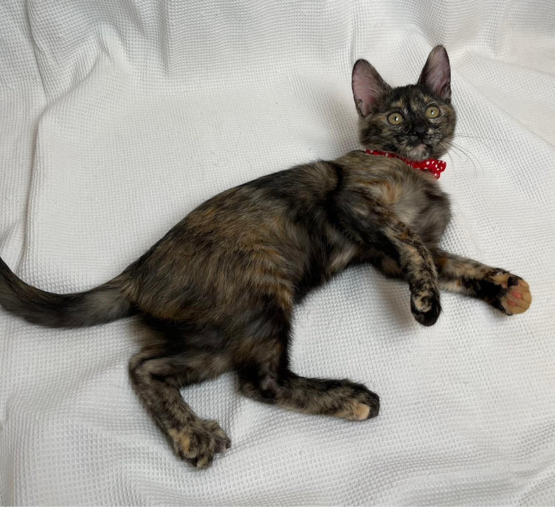 りんがちゃん♀@約3ヶ月過ぎ サムネイル4