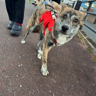 プリンドルカラーの【エクレア】ちゃん