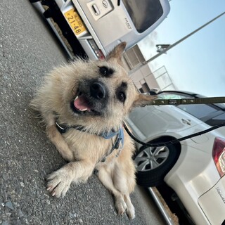 あごひげが可愛い【エネル】くん