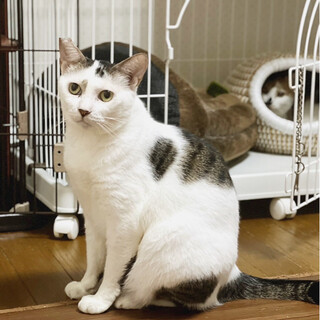 しめじくん♂@約6〜7歳