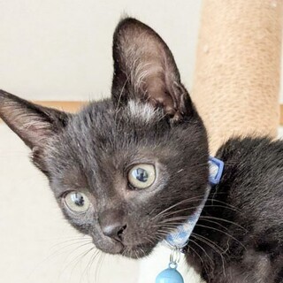 性格は好奇心旺盛甘えた⭐️ツキ