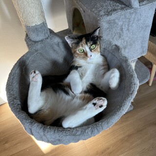 ツンデレがたまらん！猫は大好き紅葉ちゃん♪