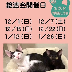名古屋市緑区猫の譲渡会 サムネイル1