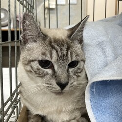 名古屋市緑区猫の譲渡会 サムネイル3