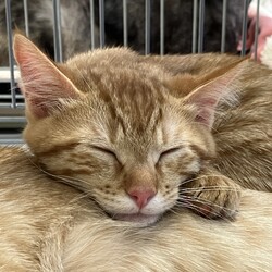 名古屋市緑区猫の譲渡会 サムネイル1