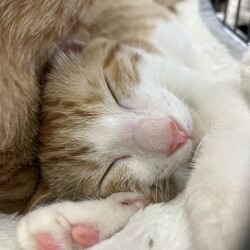 名古屋市緑区猫の譲渡会 サムネイル2