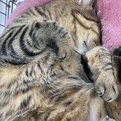 名古屋市緑区猫の譲渡会 サムネイル3