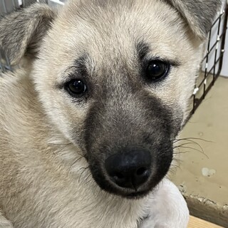 緊急！生後2ケ月の可愛い子犬　12月17日迄