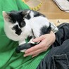 膝に乗って甘えてきます！性格おだやか牛柄モーちゃん サムネイル5