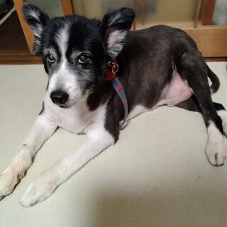 (急募)父の体調が悪くなり里親募集しております