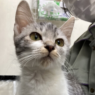 SOS！期限あり　子猫キジトラ女子❤️もありあ