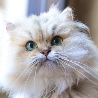 モフモフ美女子かなちゃん♡