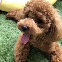 おみそ