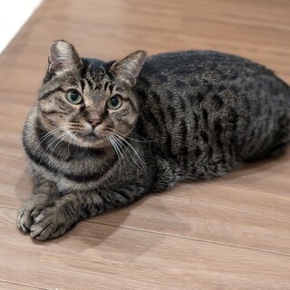 【コーラス】穏やかな性格でお膝乗りの男の子