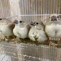 錦華鳥　雛4羽譲ります（里親募集）
