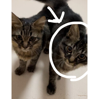 キジトラの兄妹です。お兄ちゃんのミカンくん♂