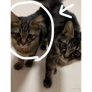 キジトラの兄妹です。妹のレモンちゃん♀