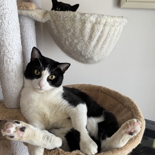 人も猫も好き！撫で待ち白黒ハチワレくん♂