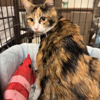 猫大好き！撫で撫で抱っこOK三毛猫みきちゃん