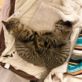 癒しのもふもふ♡仲良し兄妹ねこちゃん！