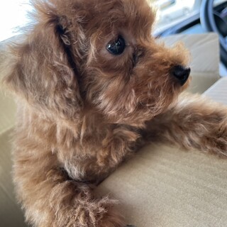 2歳2ヶ月の男の子・去勢済み